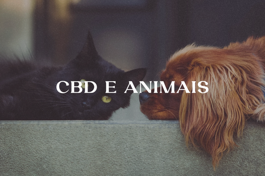 CBD para animais de estimação: como pode beneficiar a saúde do seu amigo peludo